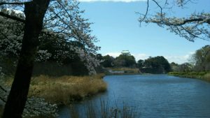 名古屋城桜