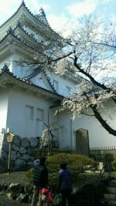 大垣城桜