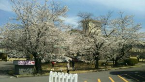 犬山桜