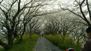 神戸輪中堤桜並木
