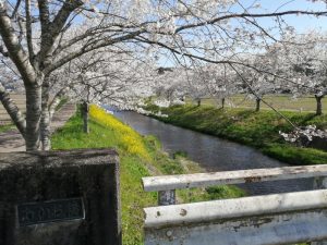 山県市鳥羽川桜並木