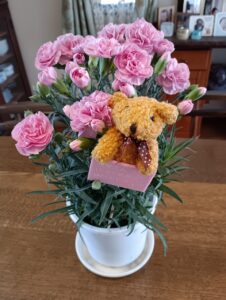 カーネーション